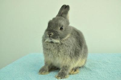 Netherland Dwarf - Blue Otter 2 - Netherland Dwarf Rabbit