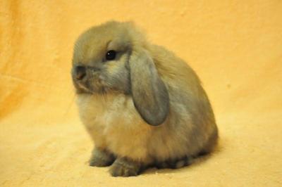 Holland Lop - Tort Cxc - Holland Lop Rabbit