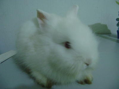 Lion Head - Lionhead Rabbit