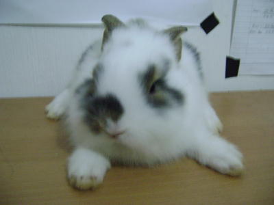 Lion Head 02 - Lionhead Rabbit