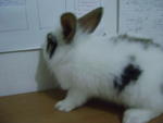 Lion Head 02 - Lionhead Rabbit