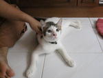 Miki (Female) And Kiki (Male) - Domestic Short Hair Cat