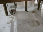 Miki (Female) And Kiki (Male) - Domestic Short Hair Cat