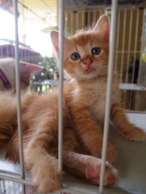 Mixed American Shorthair 1 - Birman + American Shorthair Cat