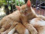 Mixed American Shorthair 1 - Birman + American Shorthair Cat