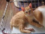 Mixed American Shorthair 1 - Birman + American Shorthair Cat