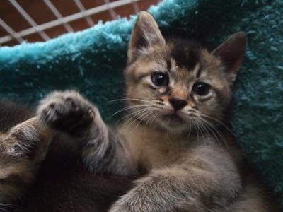 Mixed American Shorthair  2 - Birman + American Shorthair Cat