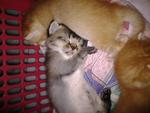 Mixed American Shorthair  2 - Birman + American Shorthair Cat