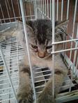 Mixed American Shorthair  2 - Birman + American Shorthair Cat