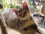 Mixed American Shorthair  2 - Birman + American Shorthair Cat