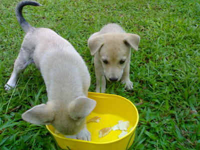 Hero,leader,pichu &amp; Browny - Mixed Breed Dog