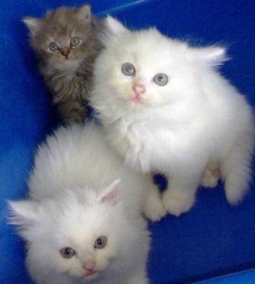 White Persian - Persian Cat