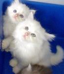 White Persian - Persian Cat