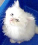 White Persian - Persian Cat