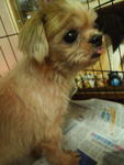 Chloe - Shih Tzu Dog