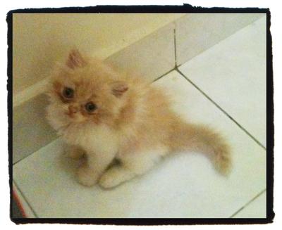 Baby - Persian Cat