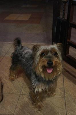 Oscar - Lost In Tekali Puchong - Silky Terrier Dog