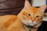 David - Domestic Short Hair Cat