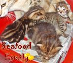 Lobster (From Seafood Family) - Bengal Cat