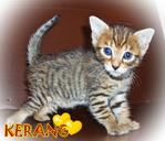 Kerang (From Seafood Family) - Bengal Cat