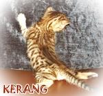 Kerang (From Seafood Family) - Bengal Cat