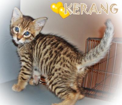 Kerang (From Seafood Family) - Bengal Cat