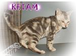 Ketam - Bengal Cat