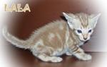 Lala (Snow Bengal-seal Mink Marble) - Bengal Cat