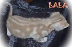 Lala (Snow Bengal-seal Mink Marble) - Bengal Cat