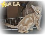 Lala (Snow Bengal-seal Mink Marble) - Bengal Cat