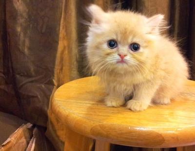 Semi Flat Persian Cat Kitten - Persian Cat