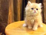 Semi Flat Persian Cat Kitten - Persian Cat