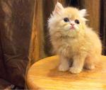 Semi Flat Persian Cat Kitten - Persian Cat