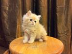 Semi Flat Persian Cat Kitten - Persian Cat