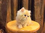 Semi Flat Persian Cat Kitten - Persian Cat