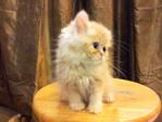 Semi Flat Persian Cat Kitten - Persian Cat