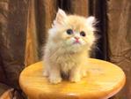 Semi Flat Persian Cat Kitten - Persian Cat