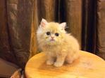 Semi Flat Persian Cat Kitten - Persian Cat