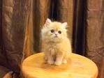 Semi Flat Persian Cat Kitten - Persian Cat