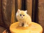 Semi Flat Persian Cat Kitten - Persian Cat