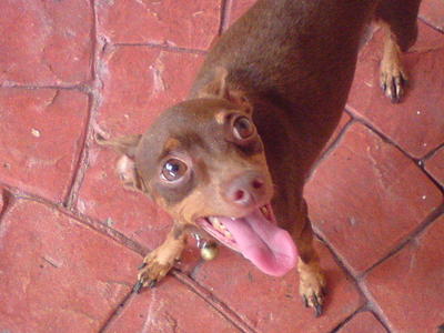 Brownny - Miniature Pinscher Dog