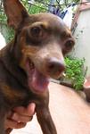 Brownny - Miniature Pinscher Dog