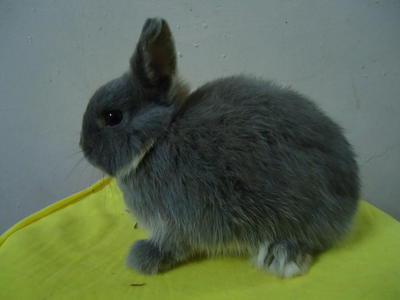 Netherland Dwarf - Netherland Dwarf Rabbit