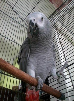 Majnun - African Grey Bird