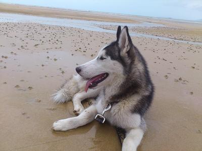 Coda - Siberian Husky Dog