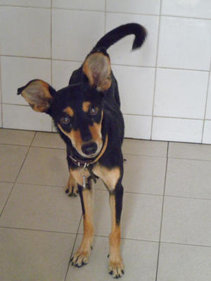 Pepsi - Mixed Breed Dog