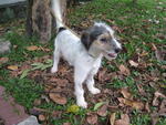 Puppy Jingles - Terrier + Jack Russell Terrier Dog