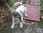 Puppy Jingles - Terrier + Jack Russell Terrier Dog