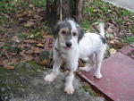 Puppy Jingles - Terrier + Jack Russell Terrier Dog