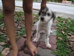 Puppy Jingles - Terrier + Jack Russell Terrier Dog